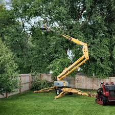 Best Root Management and Removal  in Frederick, CO