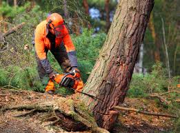 Best Lawn Pest Prevention  in Frederick, CO