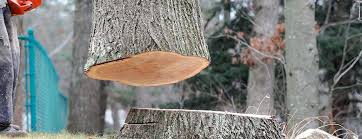  Frederick, CO Tree Services Pros