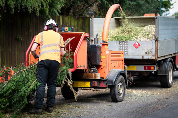 Leaf Removal in Frederick, CO