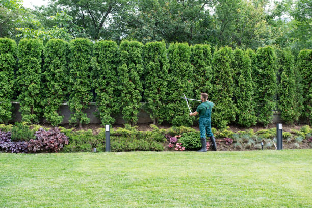 Best Commercial Tree Services  in Frederick, CO