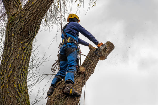 Best Hedge Trimming  in Frederick, CO